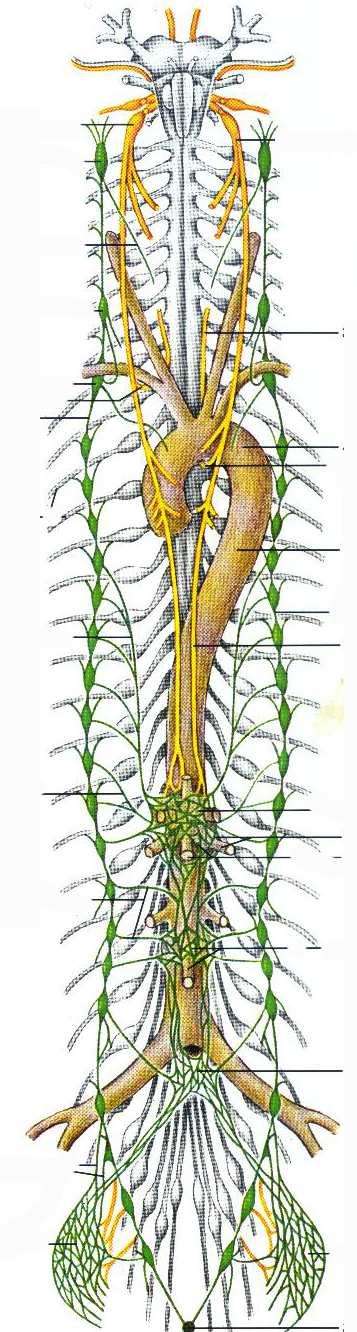 Симпатиков ствол, truncus sympathicus два симетрични ганглийни ствола: шийна част 3 ганглия: ganglion cervicale superius 2.5-3 cm nervus jugularis rr. laryngopharyngei et n.