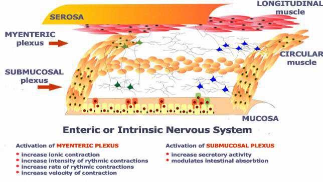 Ентерална нервна система plexus myentericus (Auerbach)контролира главно мотилитета на стомашно-чревния