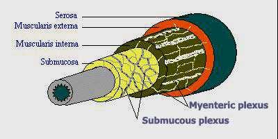и функцията на епителните клетки [секрецията на лигавичните жлези] plexus submucosus internus
