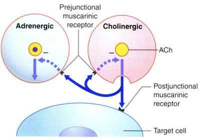 Вегетативни трансмитери и рецептори Холинергична трансмисия: освобождава се ацетилхолин (ACh) два типа холинергични рецептори: