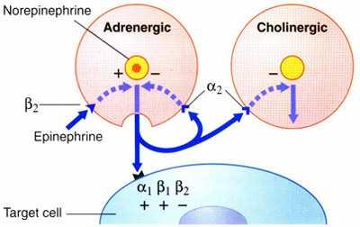 Вегетативни трансмитери и рецептори Адренергична трансмисия: освобождава се норадреналин два типа адренергични рецептори: α-рецептори възбудни