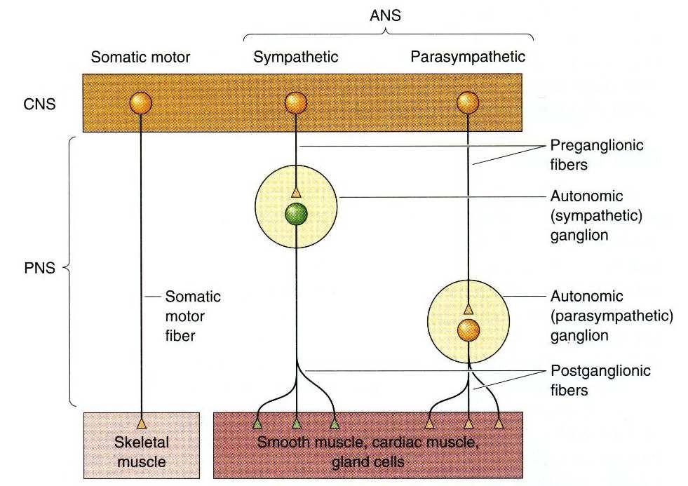 Симпатиков дял: Структурни и неврохимични различия приблизително равни по дължина предвъзлови и следвъзлови влакна симпатиковите ганглии са локализирани в близост до гръбначния мозък