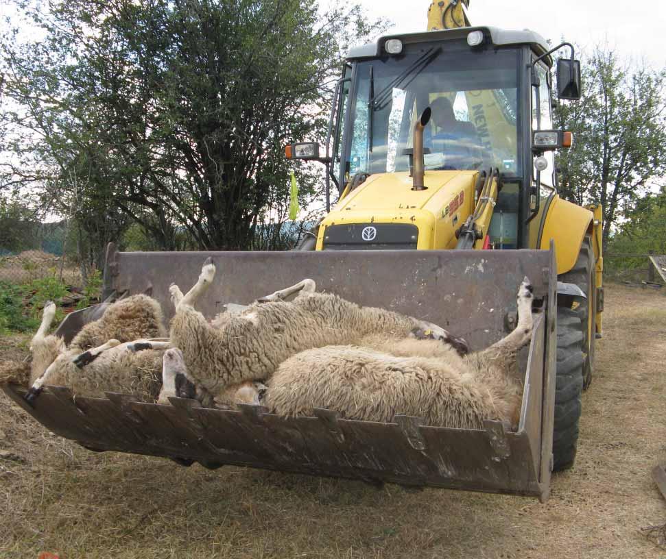 ШАРКА ПО ОВЦЕТЕ И КОЗИТЕ Sheep & Goat pox Шарката по овцете и козите е силно контагиозно вирусно заболяване, характеризиращо се с треска, генерализиран изрив от папули по кожата и кутанните мукози,