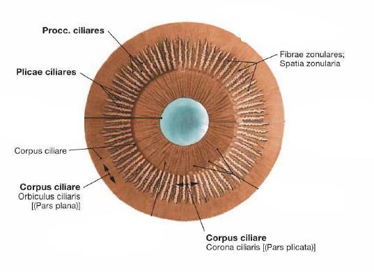 Corpus ciliare 1.