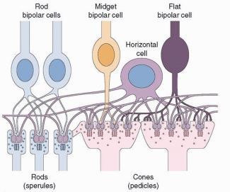 Биполарни клетки Периферен израстък - фоторецепторни клетки Централен израстък ганглийни клетки Видове 1. Пръчковидни - приемат импулси от пръчиците - 1 клетка контактува с няколко пръчици 2.