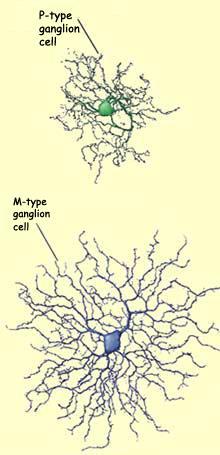 Видове ганглийни клетки 1. P-ганглийни клетки (parvus). - 90% 2. M-гангийни клетки (magnus) - 5% 3. Други видове, от които фоточувствителни ганглийни клетки (NB!