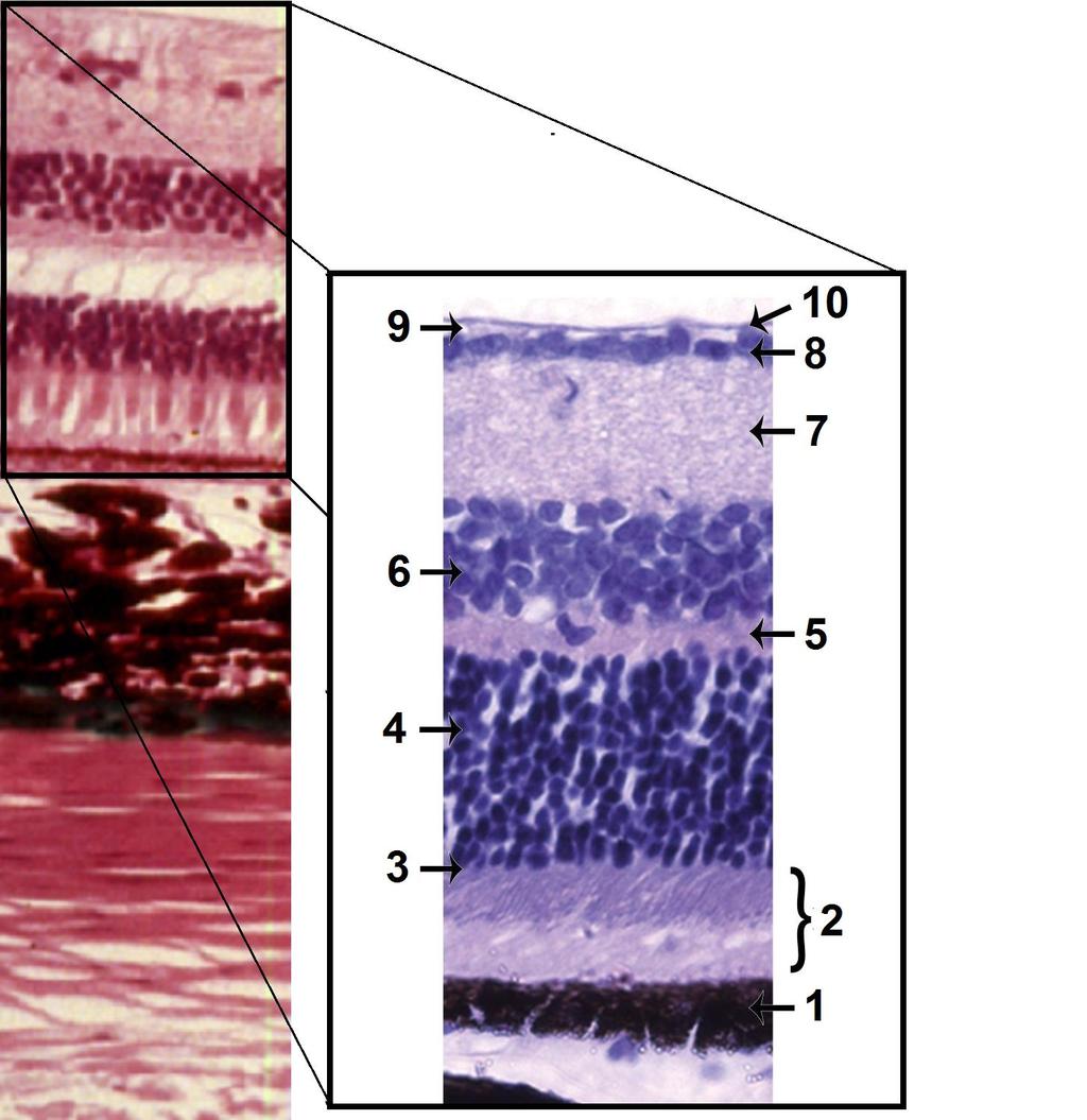 Цитоархитектоника на pars optica retinae 1. (1) Pars pigmentosa - пигментни клетки 2. (2) Stratum neuroepitheale - периферни израстъци на ФР 3.