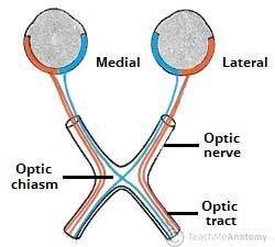 Зрителна сензорна система 3. Chiasma opticum. Tractus opticus. 3.1.