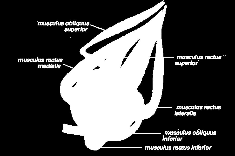 Мускули на очната ябълка Прави (4) m. rectus superior, m. rectus inferior, m. rectus medialis, m. rectus lateralis Коси (2) m. obliquus superior, m.