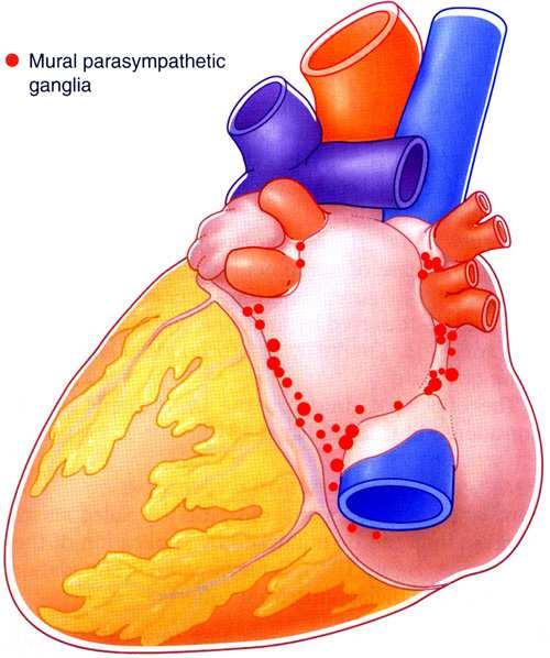 plexus cardiacus съдържа аферентни и еферентни влакна: повърхностна (вентрална) част ganglia cardiaca: образувана от r.