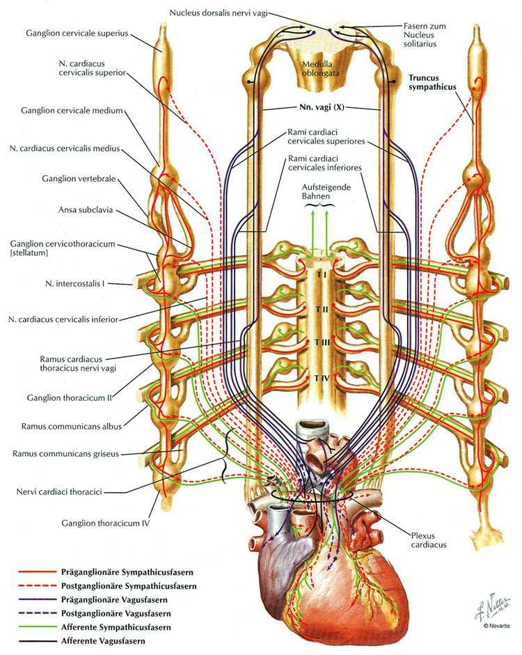 vagus дава клончета за дълбокия слой на сплита, за десния plexus coronariusи за левия plexus pulmonalis anterior дълбока (дорзална) част: образувана от шийните и горните гръдни