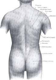 строеж: кожа сравнително дебела и слабо подвижна подкожие индивидуално изразена мастна тъкан: rr. cutanei med. (Th 6 -Th 7 ) rr. cutanei lat.