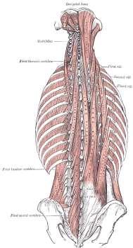 Гръбни мускули Мускули на гърба повърхностни мускули първи слой: m. trapezius m.