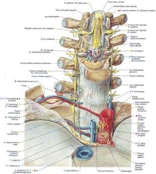 Гръбначен канал Гръбначен