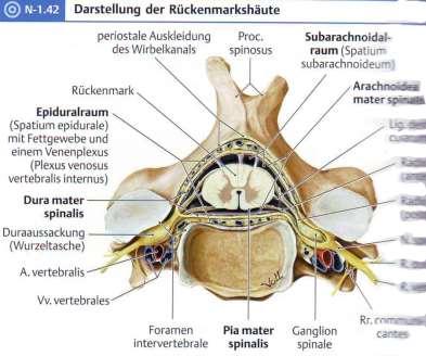 Обвивки на гръбначния мозък