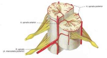 Гръбначен мозък съдови малформации