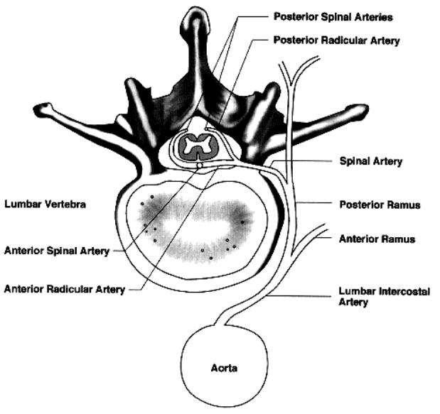 radicularis magna (артерия на Adamkiewicz): долната
