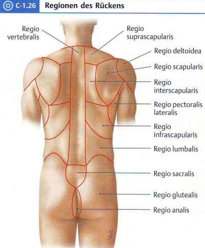 Регионална анатомия