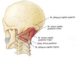 rectus capitis posterior major горно-латерална
