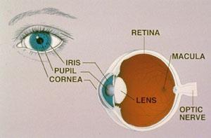 Анатомия на окото Отговорна за