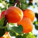 Кајсија/Apricot