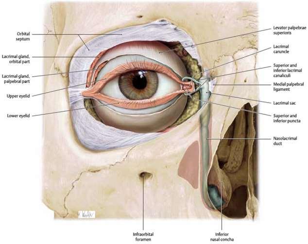 Слъзен апарат, apparatus lacrimalis Слъзна жлеза, glandula lacrimalis Слъзни пътища,