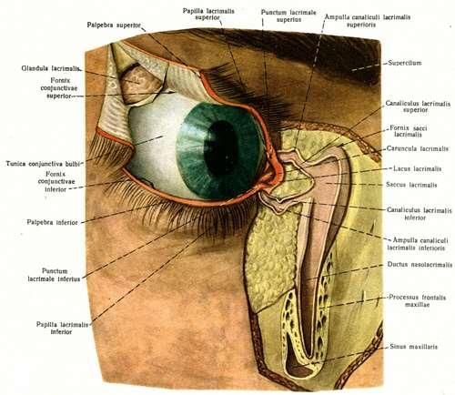 Слъзен апарат, apparatus lacrimalis Слъзна жлеза, glandula lacrimalis: бадемовидно тяло в очницата две части, отделени чрез