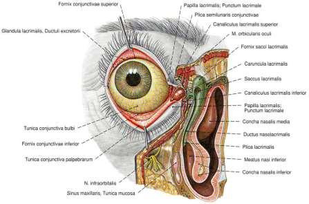 Слъзни пътища canaliculi lacrimales, superior et inferior: ~10 mm дълги ampullae canaliculi lacrimales puncta
