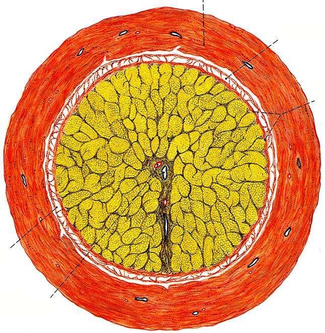 a. centralis retinae n.