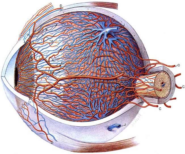 Кръвоснабдяване на очната ябълка склера и хороидея: aa. cilares postt. aa. ciliares antt.