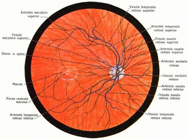 Кръвоснабдяване на ретината A.