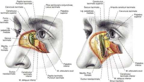 очни мускули вежди