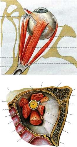 Мускули на очната ябълка външни очни (екстраокуларни) мускули: m.