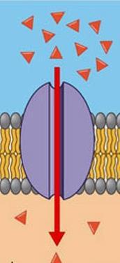 Описанието Фигурата представя преминаване на йони през плазмената мембрана от места с по-ниска към места с по-висока концентрация.