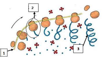 ... Б) В главата им се съдържа молекула..., носител на наследствената информация. В) Опашката на фагите е изградена от... молекули. Г) Те се прикрепват към клетката-гостоприемник чрез.... 42.