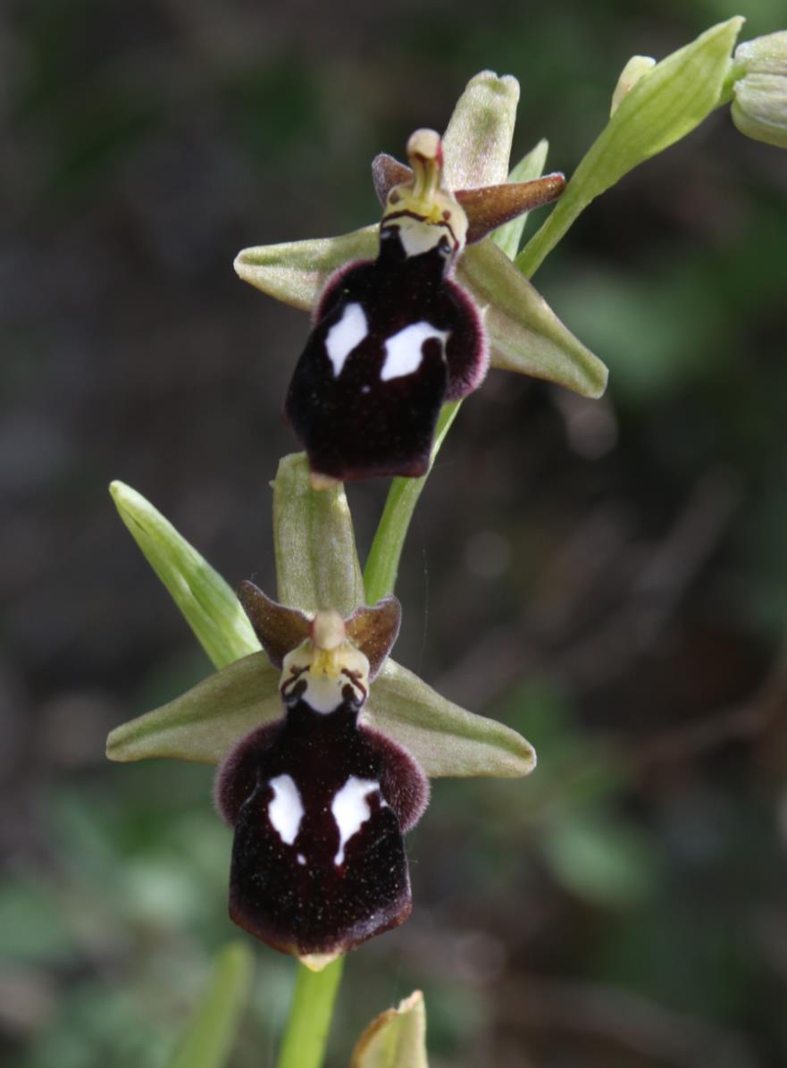 Информация за състоянието на популациите и местообитанията на видовете орхидеи Само две популация са застрашена от унищожаване, защото са