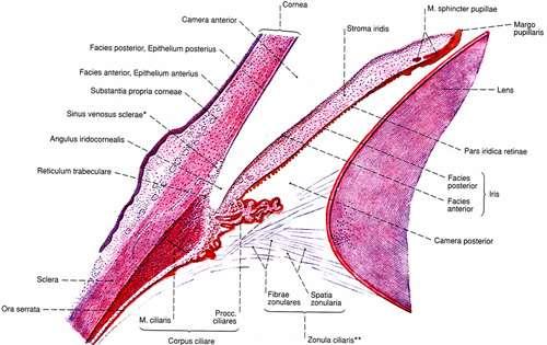 Съдова обвивка, tunica vasculosa bulbi Ресничесто тяло, corpus ciliare Lat.