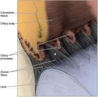 musculus ciliaris fibrae zonulares (на Zinn) леща fibrae meridionales (мускул на Brücke) fibrae radiales