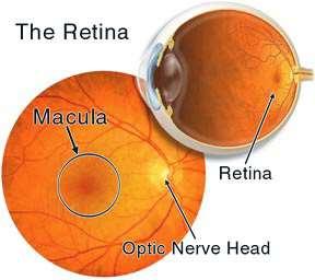 Вътрешна обвивка, tunica interna bulbi Ретина, retina Lat.