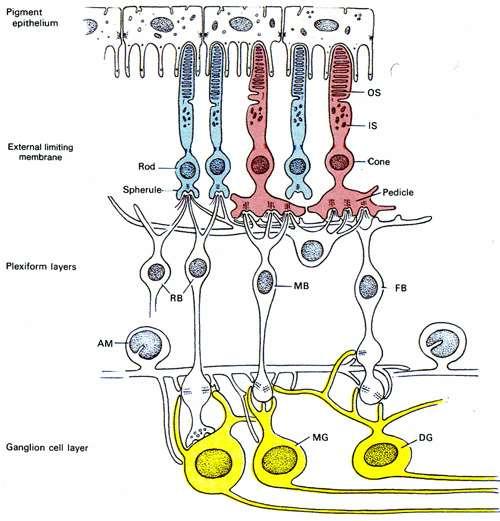 Строеж на ретината три слоя ретинални неврони два слоя синапси stratum pigmentosum 4-6 млн.