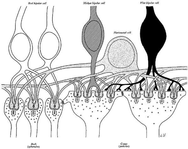 клетъчно тяло във вътрешния зърнест слой периферен израстък синапсира с пръчица или конусче централен израстък приема синапси от