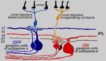 Ганглийни клетки получават зрителната информация от фоторецепторите чрез