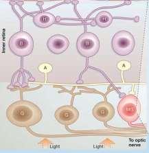 дребни ганглийни клетки (моносинаптични; A-клетки) parasol (магноцелуларни;