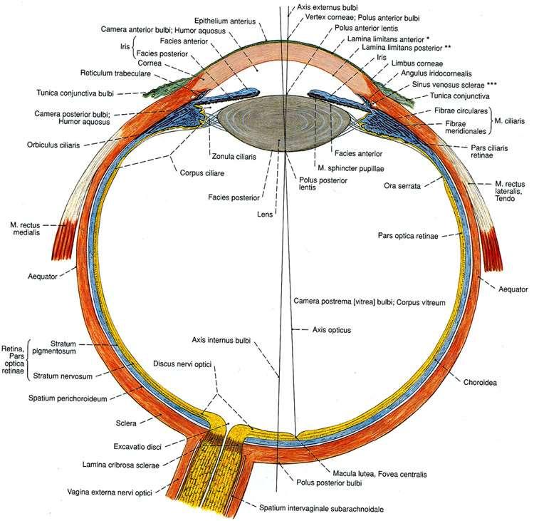 Вътрешно ядро на окото Светопречупващи