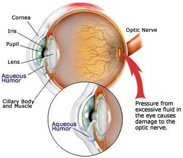 очни камери: предна, camera anterior bulbi между роговица и ирис Очни камери задна, camera posterior bulbi между ирис, леща и ресничесто тяло