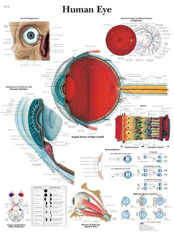 Анатомия на окото Lat. oculus, Gr.