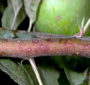 При висока плътност, подвижните форми (ларви, нимфи и възрастни) смучат сок не само от долната страна на листата, но преминават и по горната.