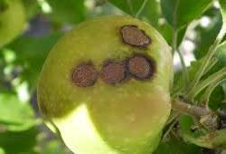 Струпясване по ябълката /Venturia inaequalis/ Падналите валежи през месец юни благоприятств аха развитието и разпространен ието на болестта и рязко повишиха степента на нападение по листа и плодове.