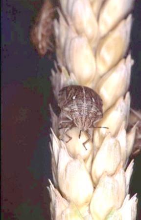 В едно зърно могат да се развият и по две ларви. Зърновият бръмбър унищожава почти изцяло зърната, като от тях остават само част от обвивките.