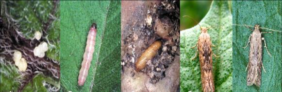страница 9 от 17 Мана по картофите /Phytophthora infestans/ Първи петна от мана са наблюдавани на областите Велико Търново, Кюстендил и Смолян.